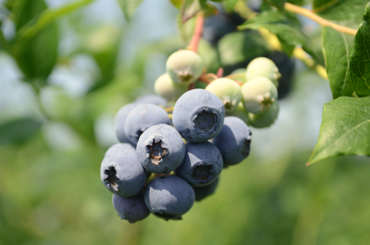 2014 最新鲜有机蓝莓 现摘现发 原产地直供125g*4盒 免洗放心吃