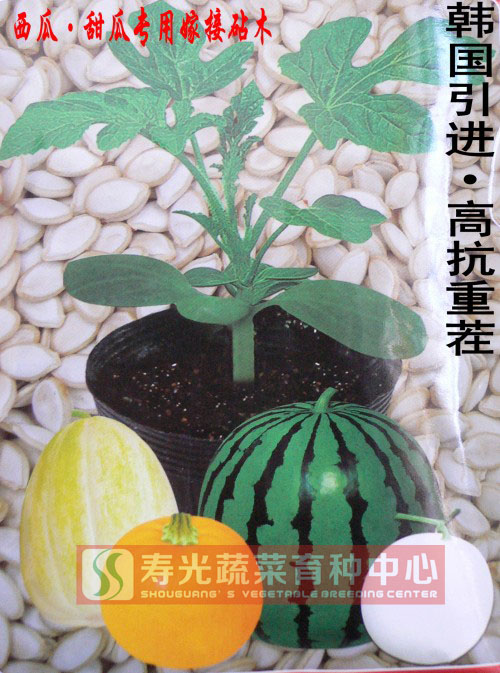 韩国引进最新高档小白籽专业嫁接甜瓜西瓜砧木种子亲和力强300粒