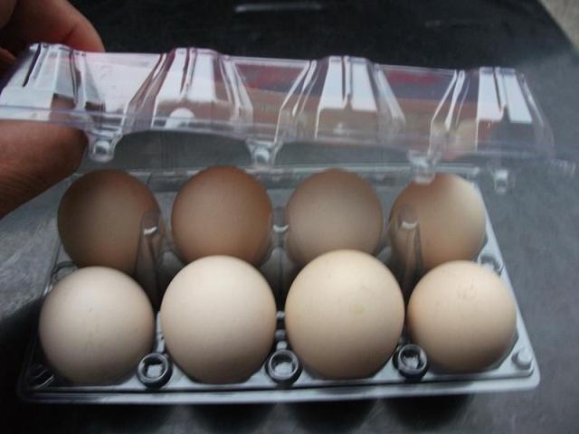 8枚小中号蛋托鸡蛋盒土鸡蛋绿壳鸡蛋托盘塑料吸塑包装盒窝径42mm