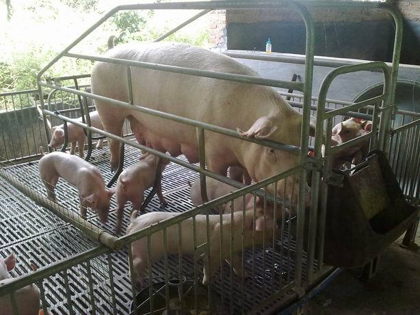 供应批发生猪 代养生猪 紧限广东省地区