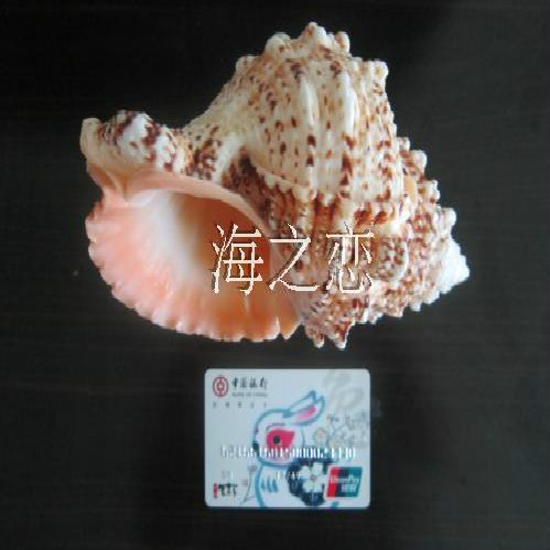 天然大海螺贝壳 石头螺 金口娃螺 18-20厘米 家居美化 地台造景