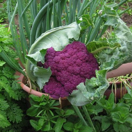 特色蔬菜 意大利紫色花菜 花椰菜种子4克