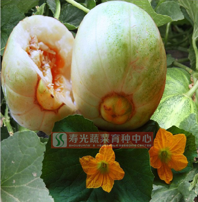 蔬菜水果种子 小菜园盆栽瓜果种子 甜瓜种子 懒汉瓜王 原包折扣优惠信息