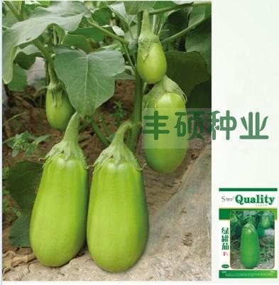 寿光蔬菜种子 恒信绿罐 绿茄子种子 极早熟 大面积用种 10g