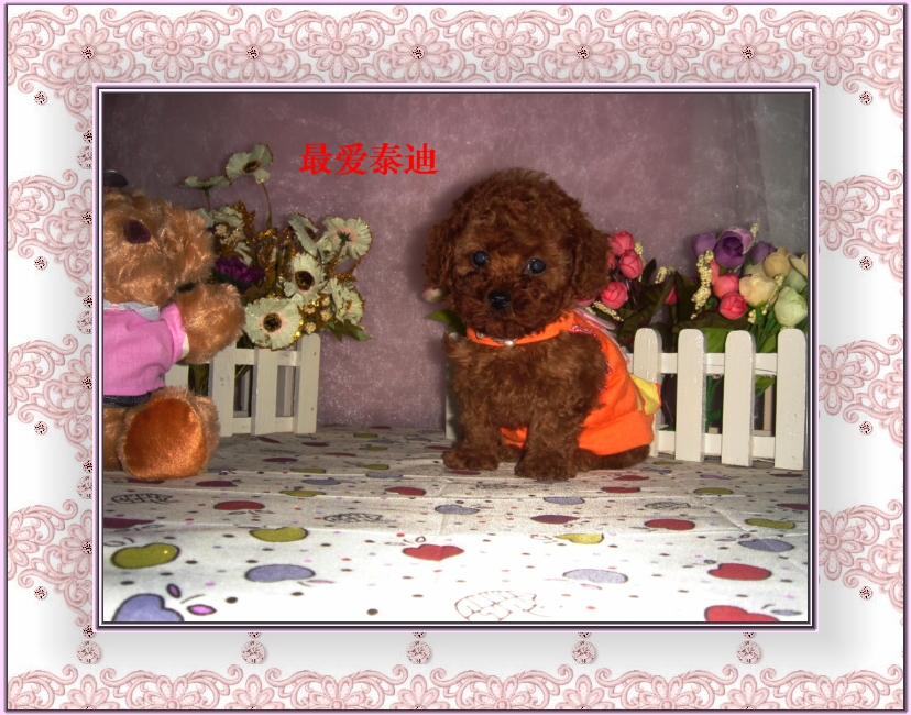 【晓胡】实拍纯种家养 深红色泰迪犬 玩具型贵宾犬 大毛量 大眼睛折扣优惠信息