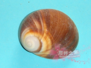 满29秒杀蜗牛猫眼螺3cm地台装饰收藏鱼缸DIY墙贴海螺贝壳