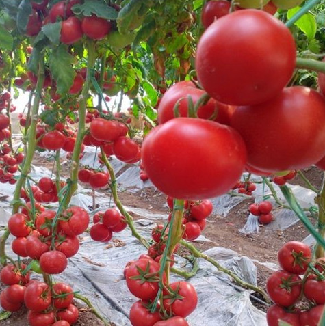 【开心果果】蔬菜种子 进口番茄种子 戴维森 抗TY病毒番茄