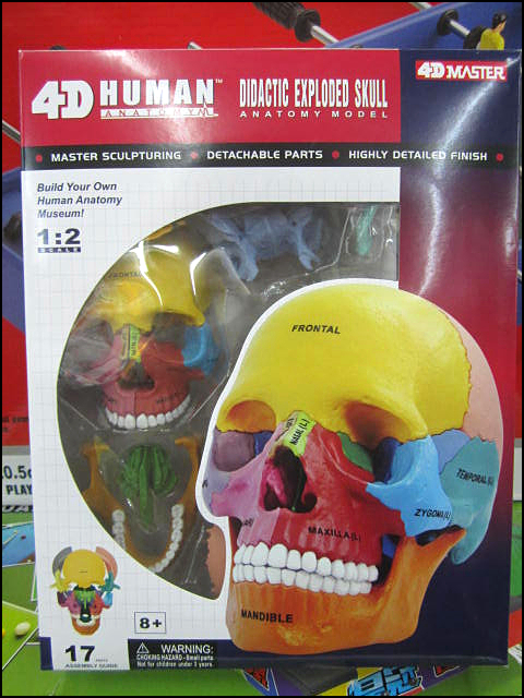 4D MASTER/人体医用模型 彩色头骨模型 彩色骷髅模型拼装模型