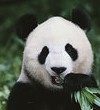熊猫猪玩具店折扣优惠信息