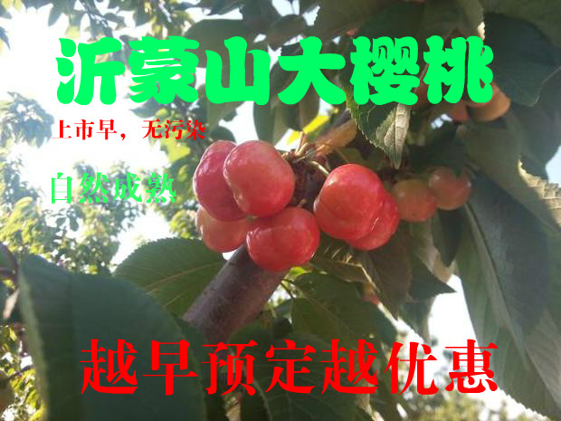 3.5斤装车厘子大樱桃，山东沂蒙山樱桃，新鲜大红灯樱桃大果