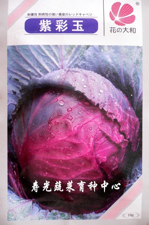 寿光蔬菜种子 进口紫彩玉紫甘蓝 紫包菜卷心菜 种子10克