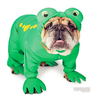 泰迪衣服 3D版青蛙宠物变身服装定做 金毛松狮哈士奇狗 狗衣服折扣优惠信息