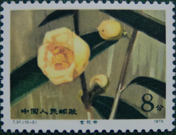 T37 云南山茶花 (10-3)8分 金花茶 邮票