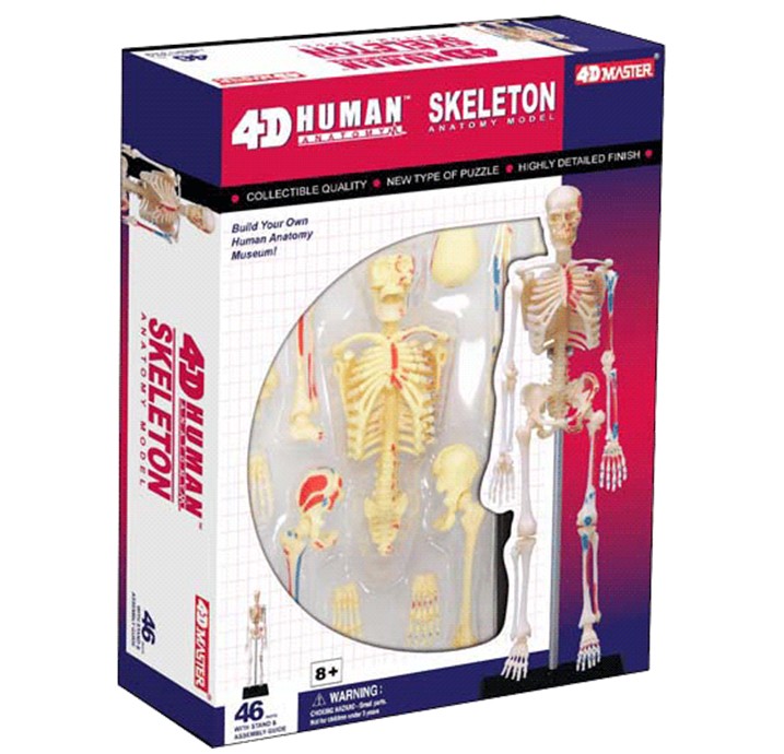 4D Master专柜正品 益智拼装玩具/人体拼装模型 全身骨骼模型