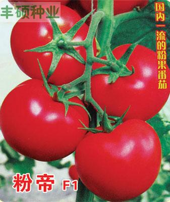 粉帝F1 番茄种子 粉红果 高产 保护地兼露地专用 5g