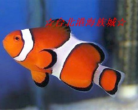 海水鱼活体珊瑚★台北港★ 黑边公子小丑折扣优惠信息