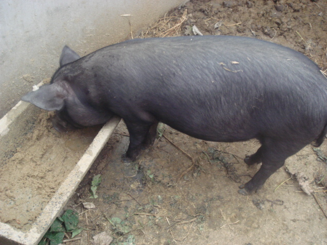 新鲜猪肉，农村的土黑猪肉，纯米糠喂养有机猪肉绿色猪肉-折扣优惠信息