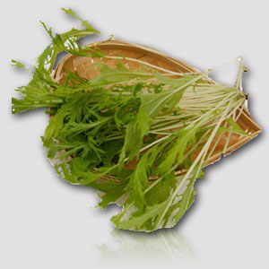有机蔬菜种子 日本细叶京水菜种子 水晶菜 20克折扣优惠信息