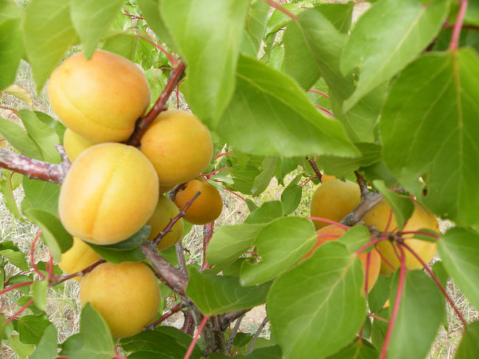 供应大量大小杏树树苗，黄杏白杏，自产自销，随时看货，天津武清