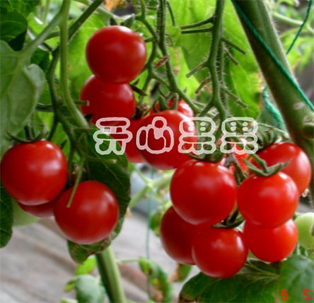 有机蔬菜种子 圣女果种子 红樱桃番茄种子折扣优惠信息