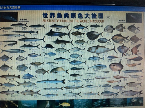 世界鱼类原色大挂图 世界海洋鱼类挂图 世界鱼类图 鱼类水产挂图