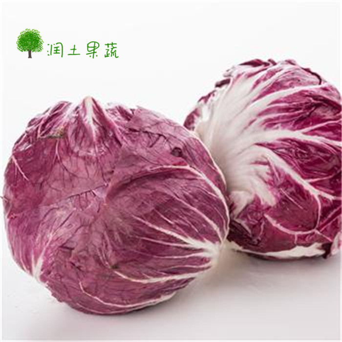 有机新鲜蔬菜 紫菊苣红菊苣落地球生菜 西餐专用蔬菜沙拉色拉500g