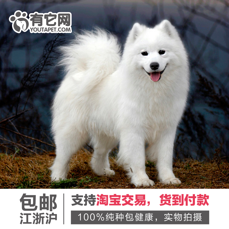 有它网 宠物狗狗萨摩耶犬幼犬中大型雪橇犬出售活体纯种健康4折扣优惠信息