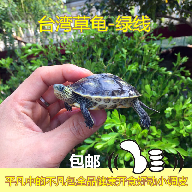台湾草龟小花草龟苗金线龟珍珠龟宠物2-10cm水龟观赏乌龟活体公
