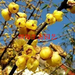 梅花树苗【磬口腊梅】名贵品种 浓香型 当年寒冬开花 盆栽梅花