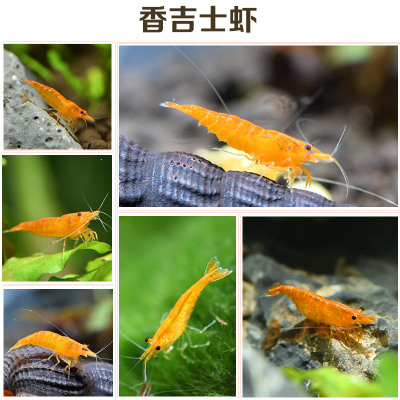 黄金米虾橙虾香吉士米虾金背宽背黄金米金背观赏虾黄金宠物虾活体