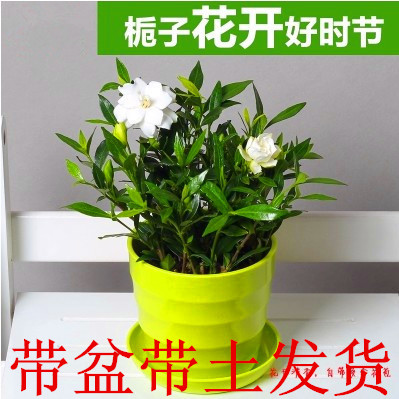 特价室内办公室小型植物 栀子花 盆栽 防辐射净化空气 超级好养折扣优惠信息