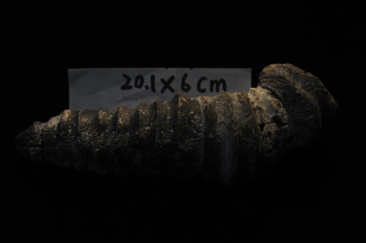 天然保真角化石鱼化石三叶虫化石树化石海底古生物奇石化石标本