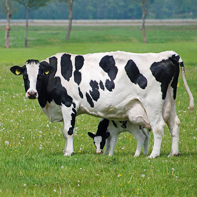奶牛养殖技术大全 奶牛饲养全套书籍与光盘
