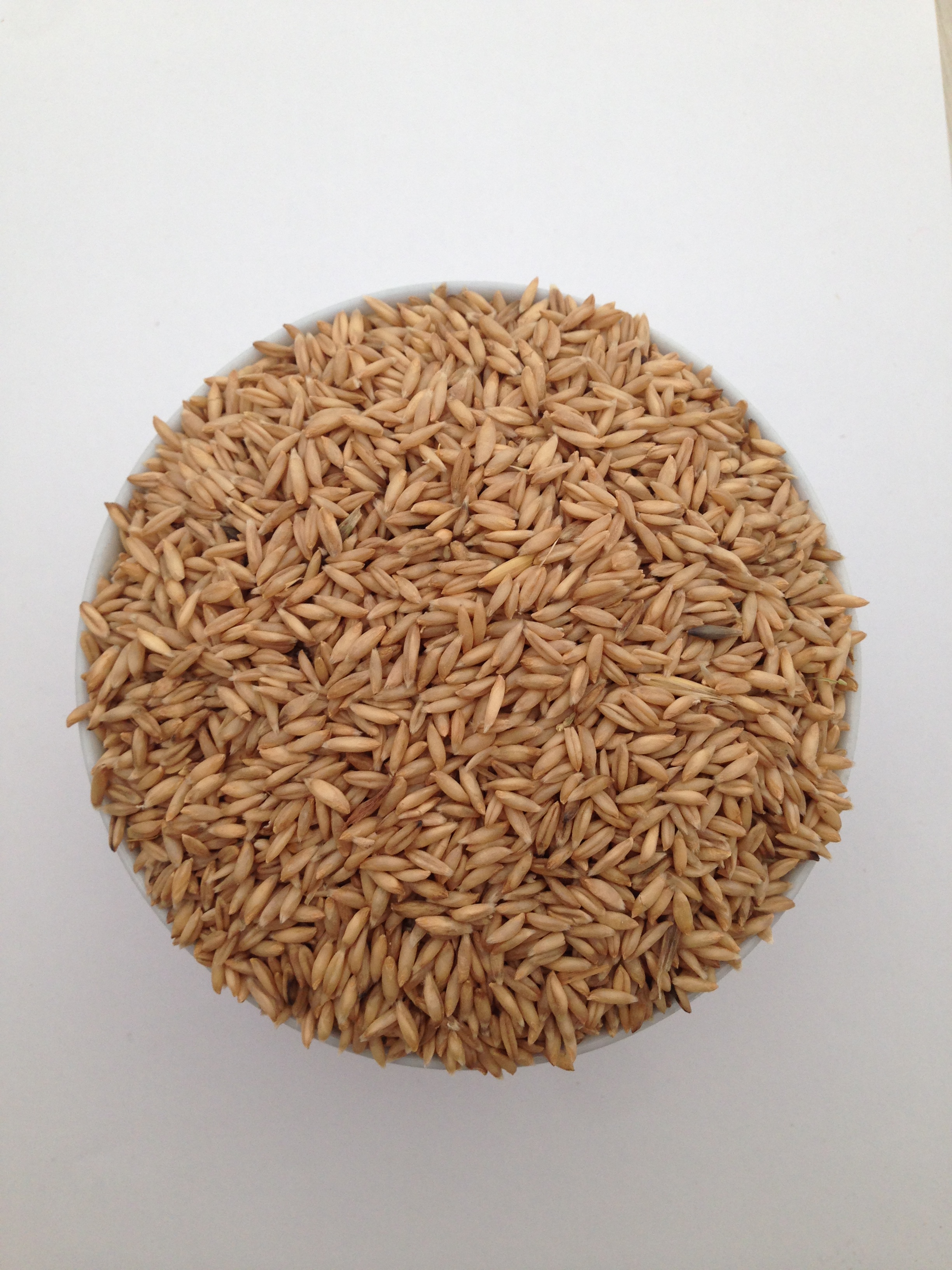 山里人谷穗 鹦鹉营养粮食裸燕麦 纯天然500g 鸟食可批发