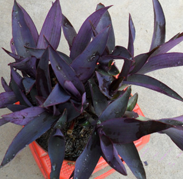 特价销售  紫罗兰鸭跖草吊兰盆栽  进化空气 彩色植物10颗包邮折扣优惠信息
