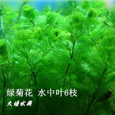 绿菊花水草鱼缸水族箱草缸造景活体中后景有茎类活体真水草