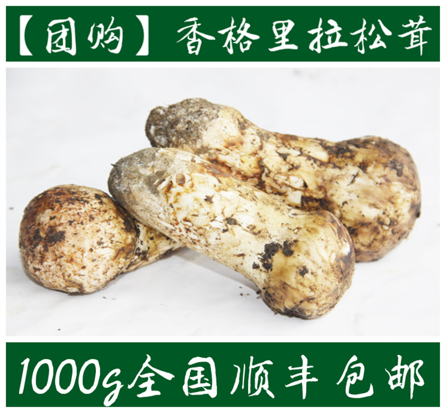 【团购】云南香格里拉新鲜松茸野生菌松茸菌5-7cm出口级1000g包邮