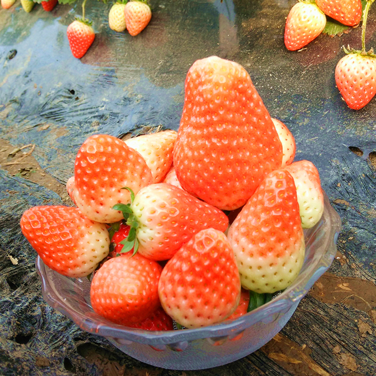 绿色食品新鲜草莓采摘甜查理草莓孕妇冬季水果草莓3斤装顺丰包邮
