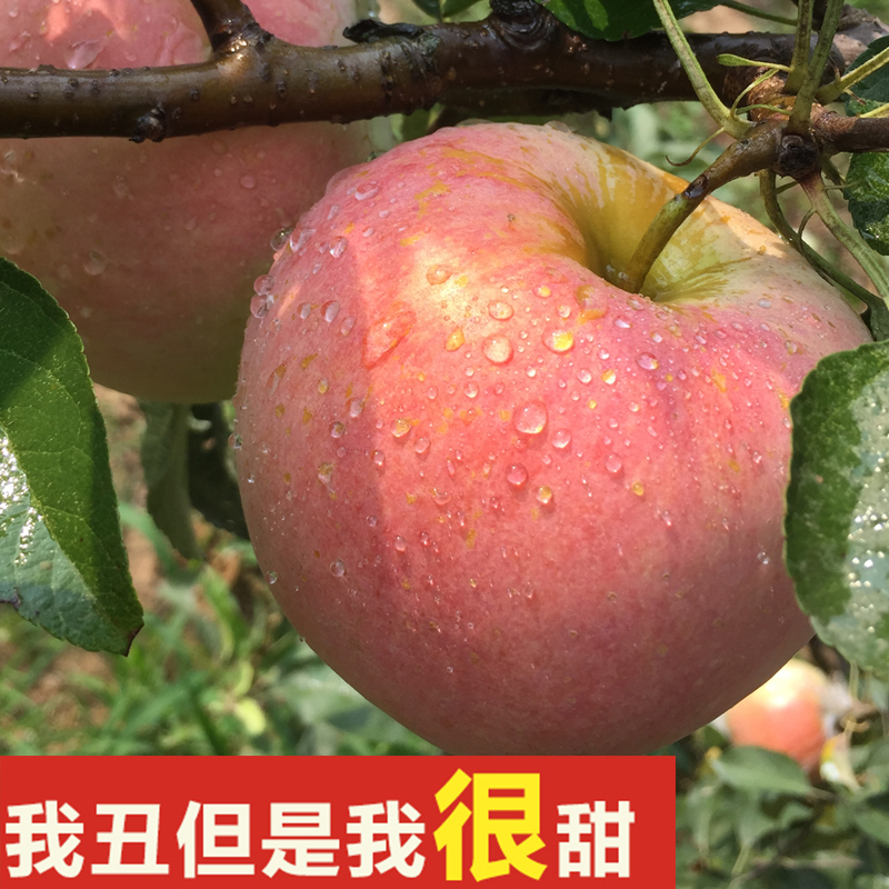 【良农果园】苹果10斤大沙河苹果 红富士新鲜水果冰糖心特价包邮