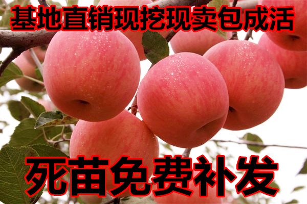 苹果苗果树苗苹果树苗嫁接苗盆栽地栽红富士南方北方种植盆栽地栽