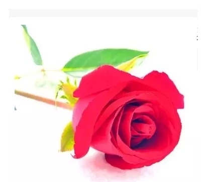 红玫瑰1支单支送女友同事恋人老婆北京广州深圳武汉长沙全国配送