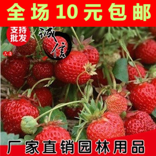 水果种子◇草莓种子◇盆栽草莓◇四季都可以种 50粒