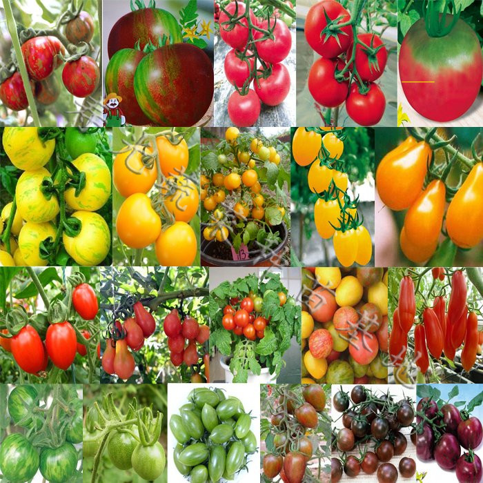 10元包邮水果蔬菜21种番茄种子圣女果种子小西红柿种子套餐蔬菜籽