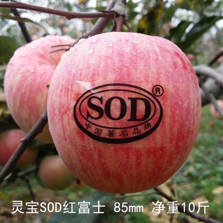新鲜水果正宗河南三门峡灵宝SOD红富士苹果绿色脆甜店家推荐年货