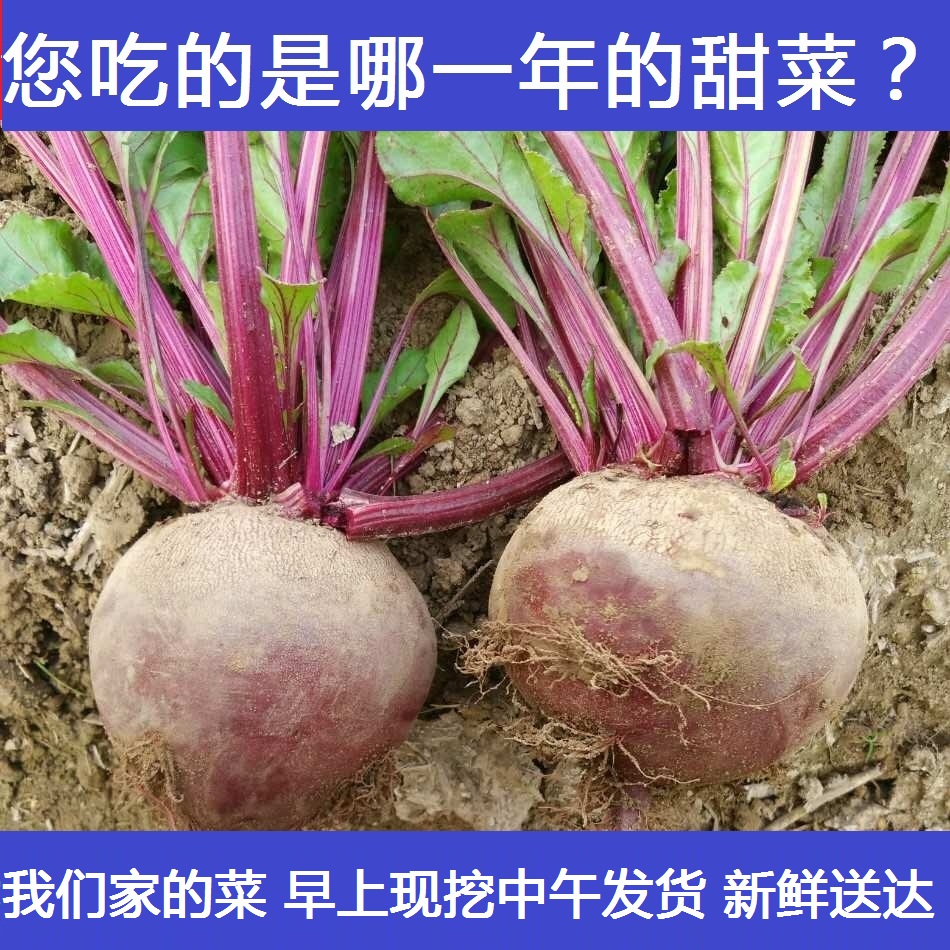 5斤起包邮新鲜现挖优级甜菜根 红菜头紫菜头有机水果农家自种蔬菜