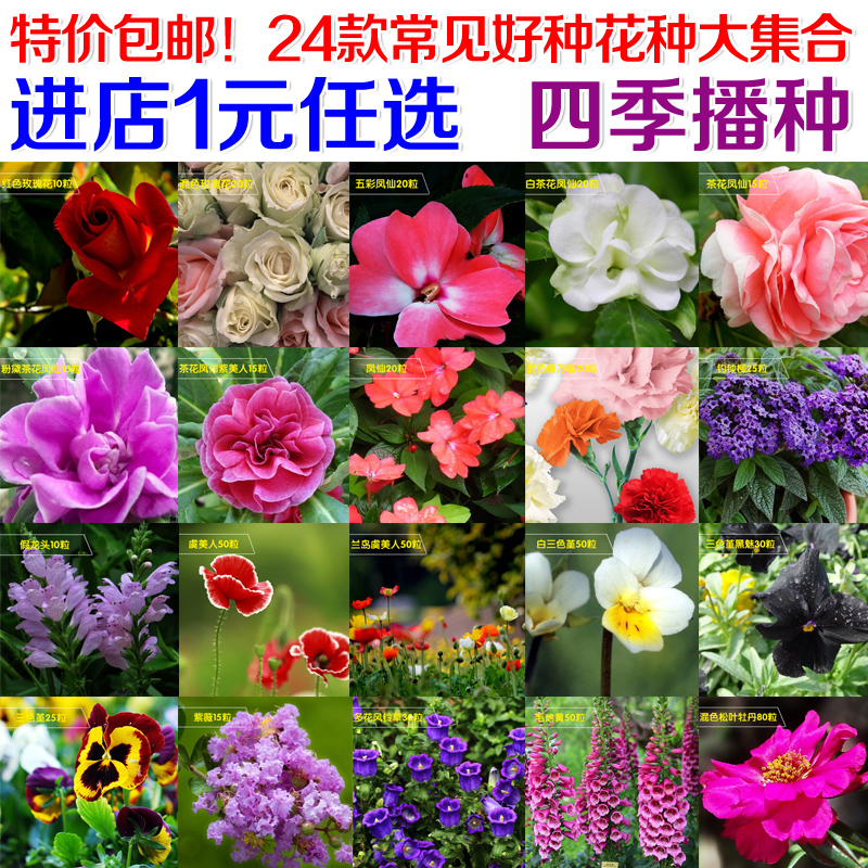 四季易播阳台盆栽花卉种子 玫瑰凤仙牡丹虞美人三色堇紫薇风铃花