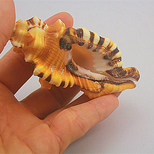 特价天然海螺贝壳黄色象鼻螺 象鼻法螺 标本螺收藏 鱼缸水族装饰