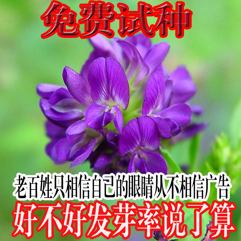 进口紫花苜蓿草种子 多年生南方北方四六级 耐热耐寒牧草种子批发