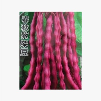 【紫芸豆】家庭小菜园品种 特色蔬菜 春秋紫架豆种子 约40g