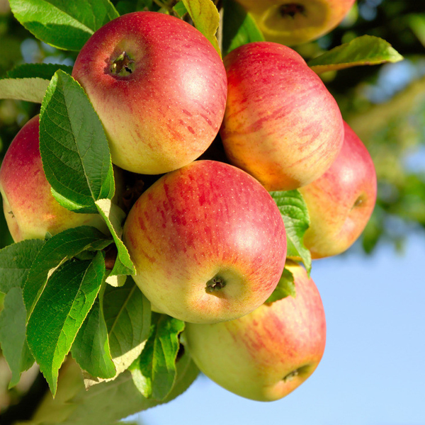 现摘现发临猗自家苹果水果6个装 新鲜有机苹果（约2.5斤80#）包邮折扣优惠信息